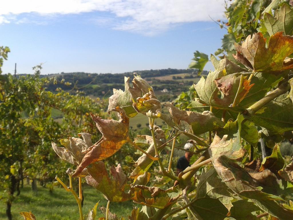 Bed And Breakfast Aratro & Rosmarino Civitanova Marche Exterior foto