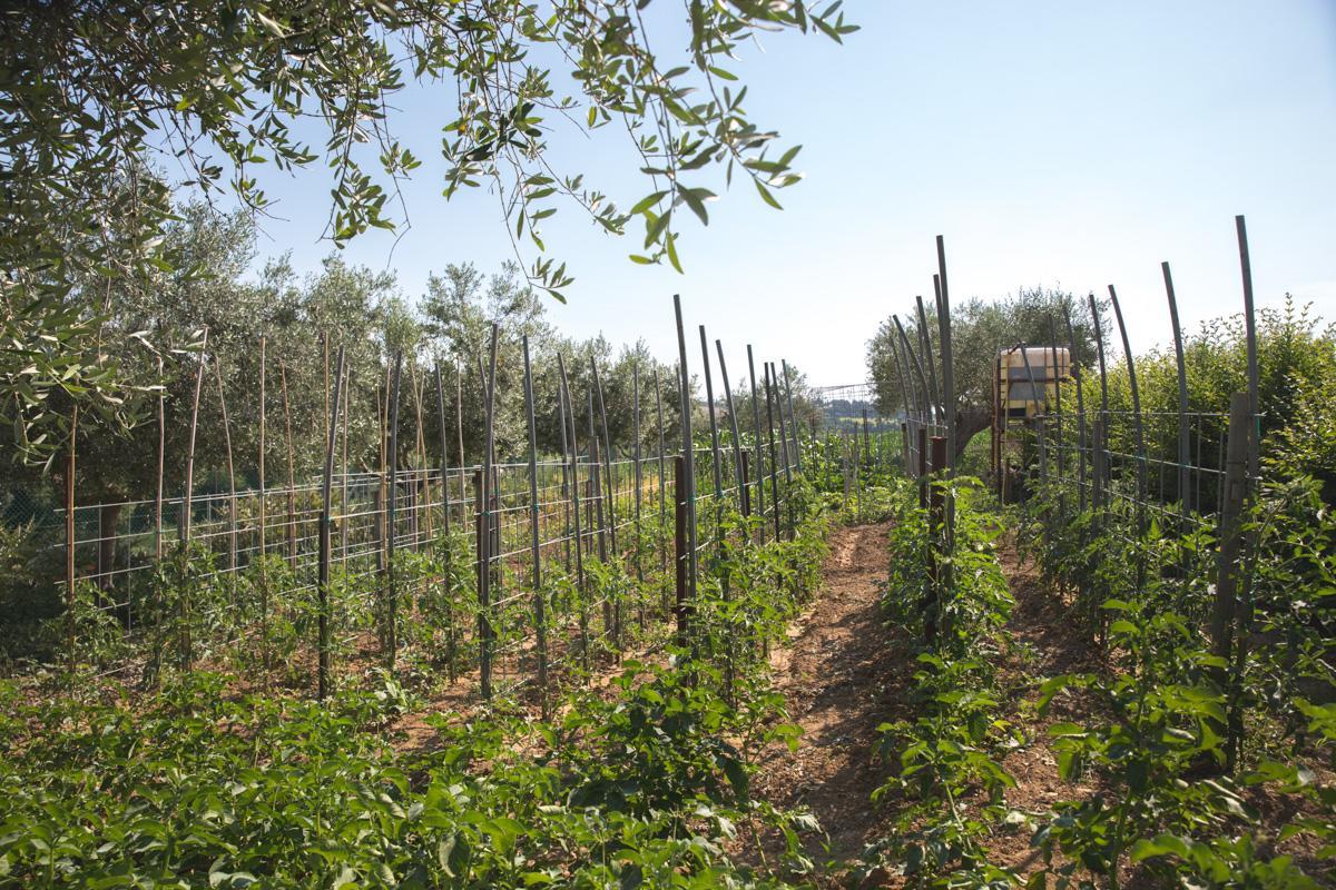 Bed And Breakfast Aratro & Rosmarino Civitanova Marche Exterior foto